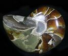 Bargain Cretaceous Nautilus Fossil - Madagascar #21935-1